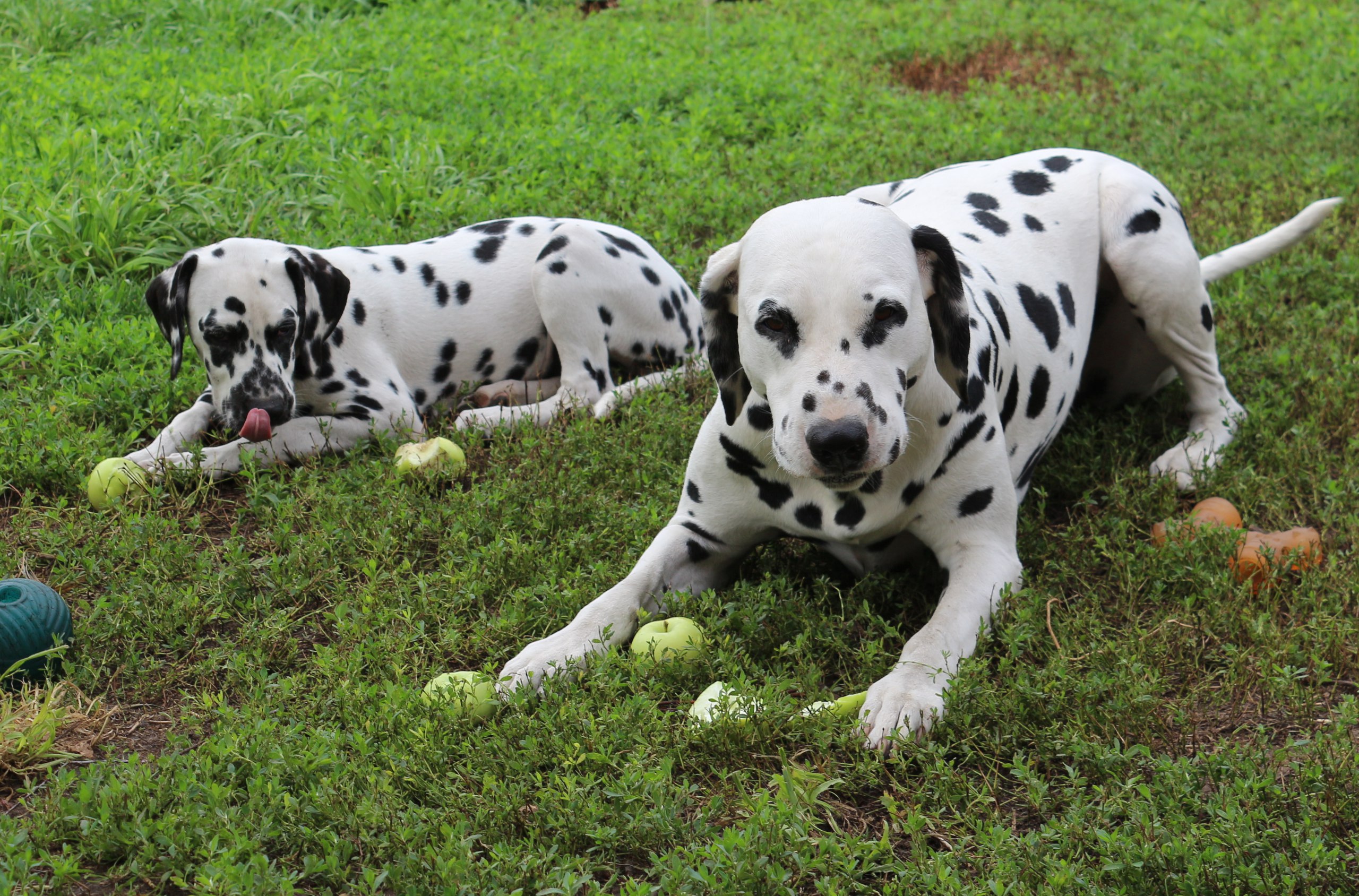 Положительное подкрепление