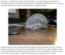 Исцеление покалеченного ёжика