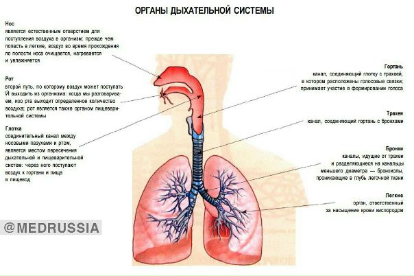 Органы дыхательной системы