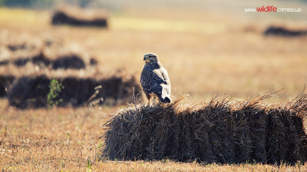 wildlife.crimea.ua
