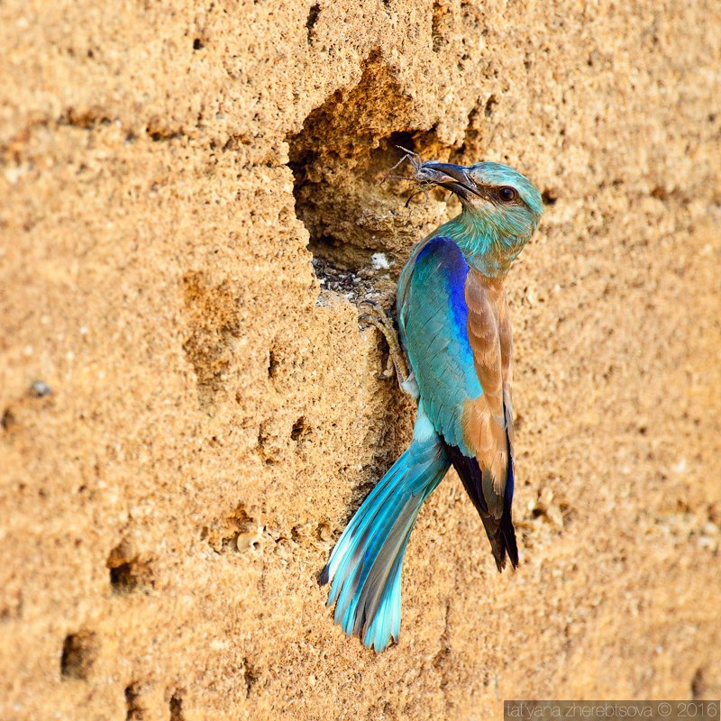 wildlife.crimea.ua