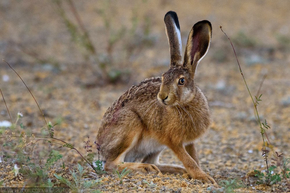 wildlife.crimea.ua