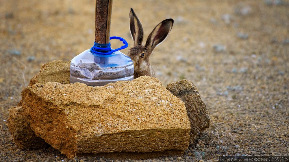 wildlife.crimea.ua
