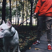 BULLYSHOP
