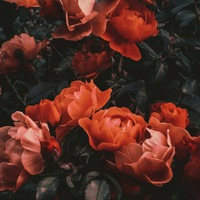 Мария Шашкова | 