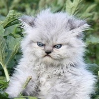 Костя Мрясов