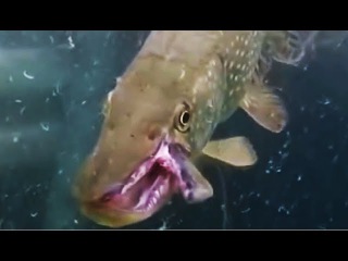 ЩУКА МОНСТР ДВОЙНАЯ ЧЕЛЮСТЬ КАК У ХИЩНИКА !!!! Вот это Рыбалка)))))!!!Ты не поверишь!!!2017##137 ЩУКА АТАКУЕТ ОГРОМНАЯ БОЛЬШАЯ ЩУКА МУТАНТ Рыбалка на щуку, щука на спиннинг, ловля весной на реке Рыбалка 2017 лучшие