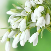 Яна Никулина