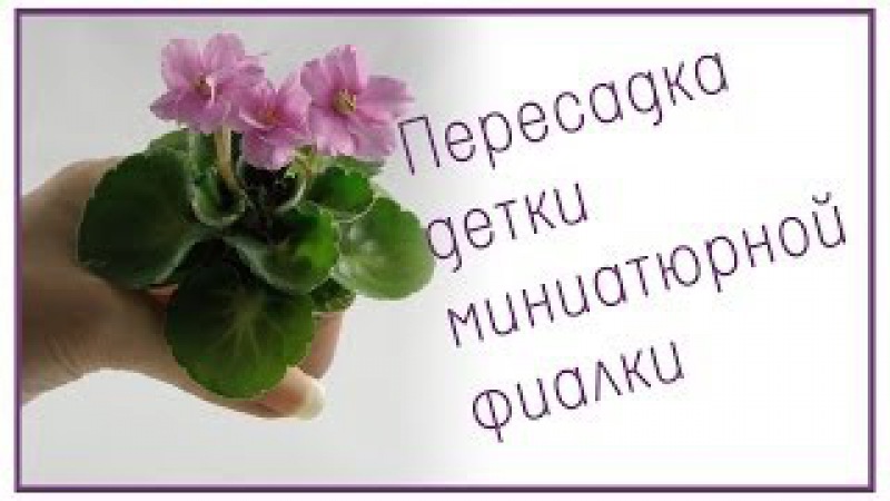 Пересадка детки миниатюрной фиалки