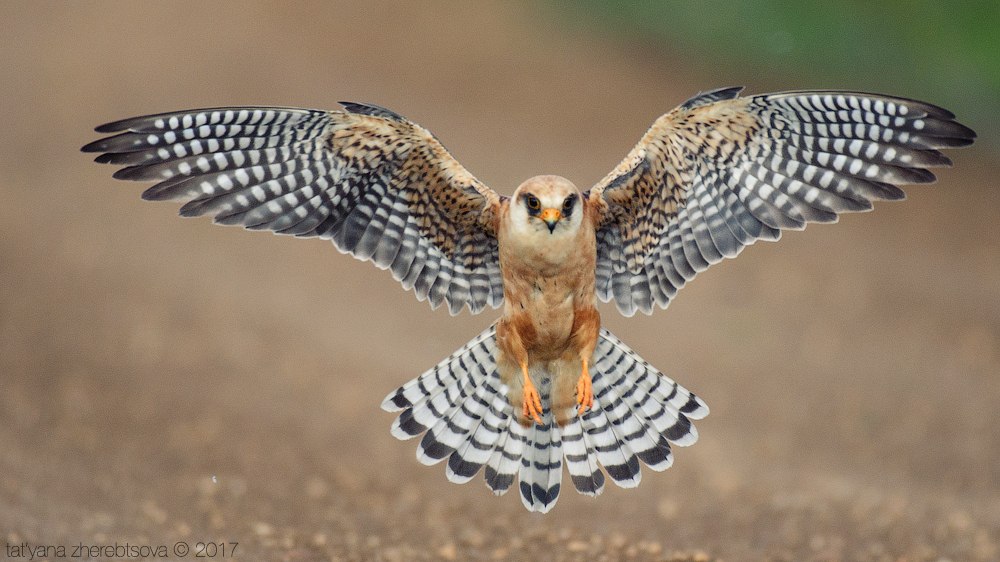 wildlife.crimea.ua