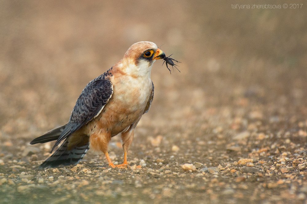 wildlife.crimea.ua