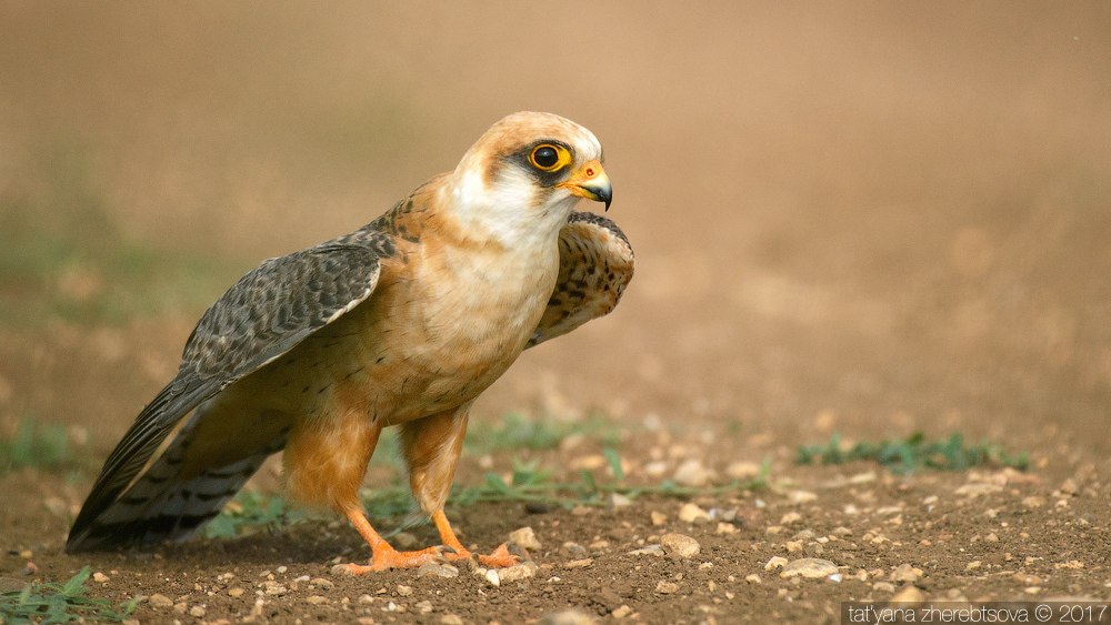 wildlife.crimea.ua