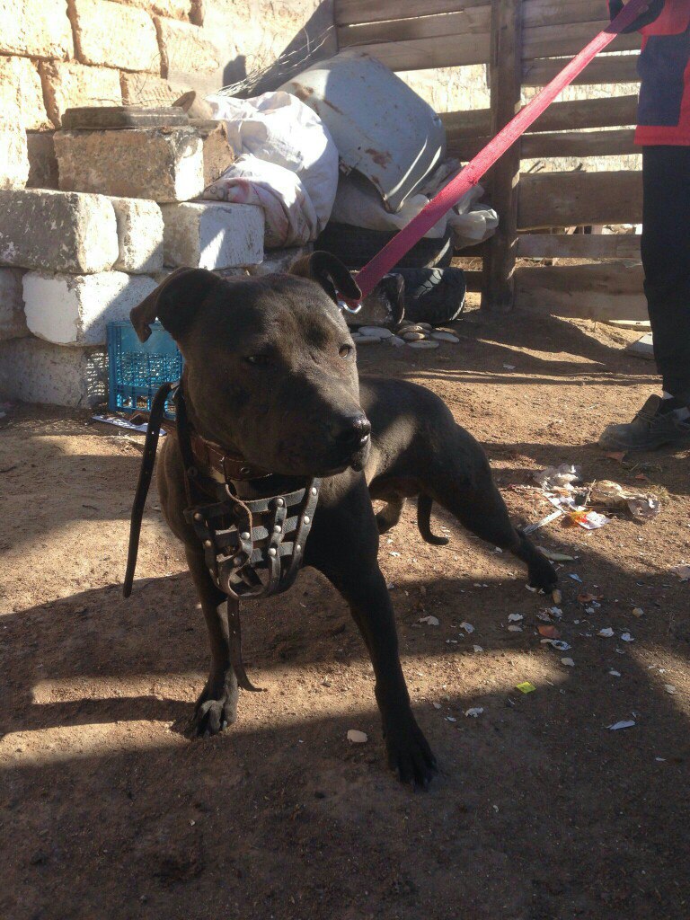 Photo of the dog