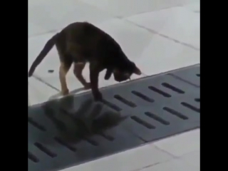 Мушук ризки