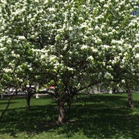 Оля Никулина | 