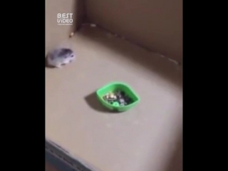 Форсаж: Хомячья версия