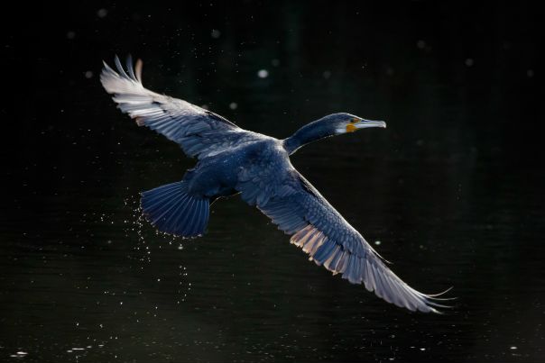 Ученые впервые проверили, могут ли птицы слышать под водой. Оказалось, в остроте слуха они почти не уступают китам. И это плохо.