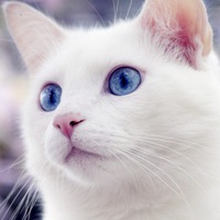 Елена Пьянкова | Гаврилов-Ям