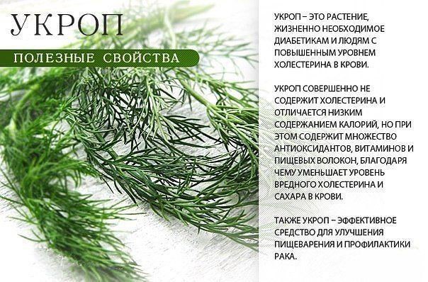 Такой простой, но такой полезный - укроп 
