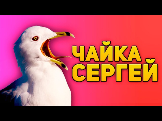 ЧАЙКА СЕРГЕЙ (CSGO)