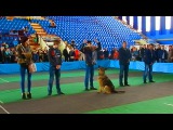Служебные Собаки. Дрессировка Собак. Обнаружение Преступника по Запаху. Поиск Преступников по Запаху