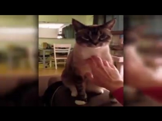 Приколы С Котами Приколы С Животными 2017 Приколы С Кошками 2017 Смешные коты Смешные моменты Видео