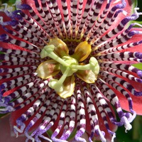 Амина Абдуллахи