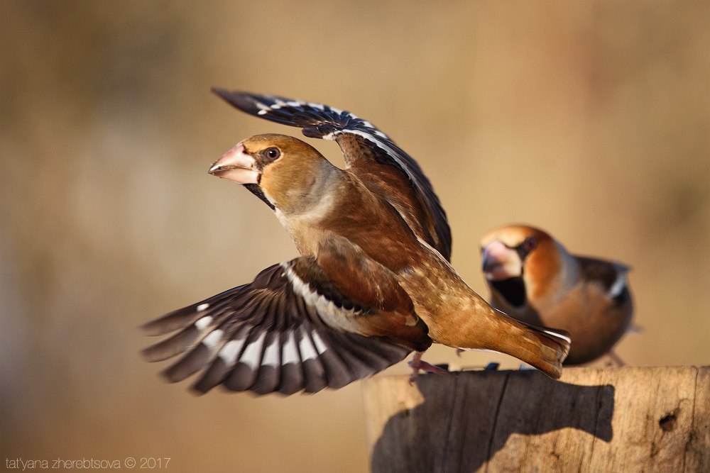 wildlife.crimea.ua