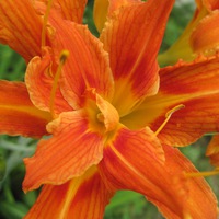 Оксана Балкова