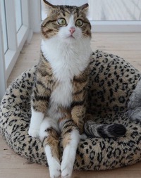 Анна Лисёнка