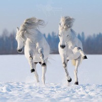 Александр Ивашов | 