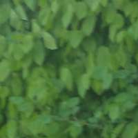 Ирина Дарий