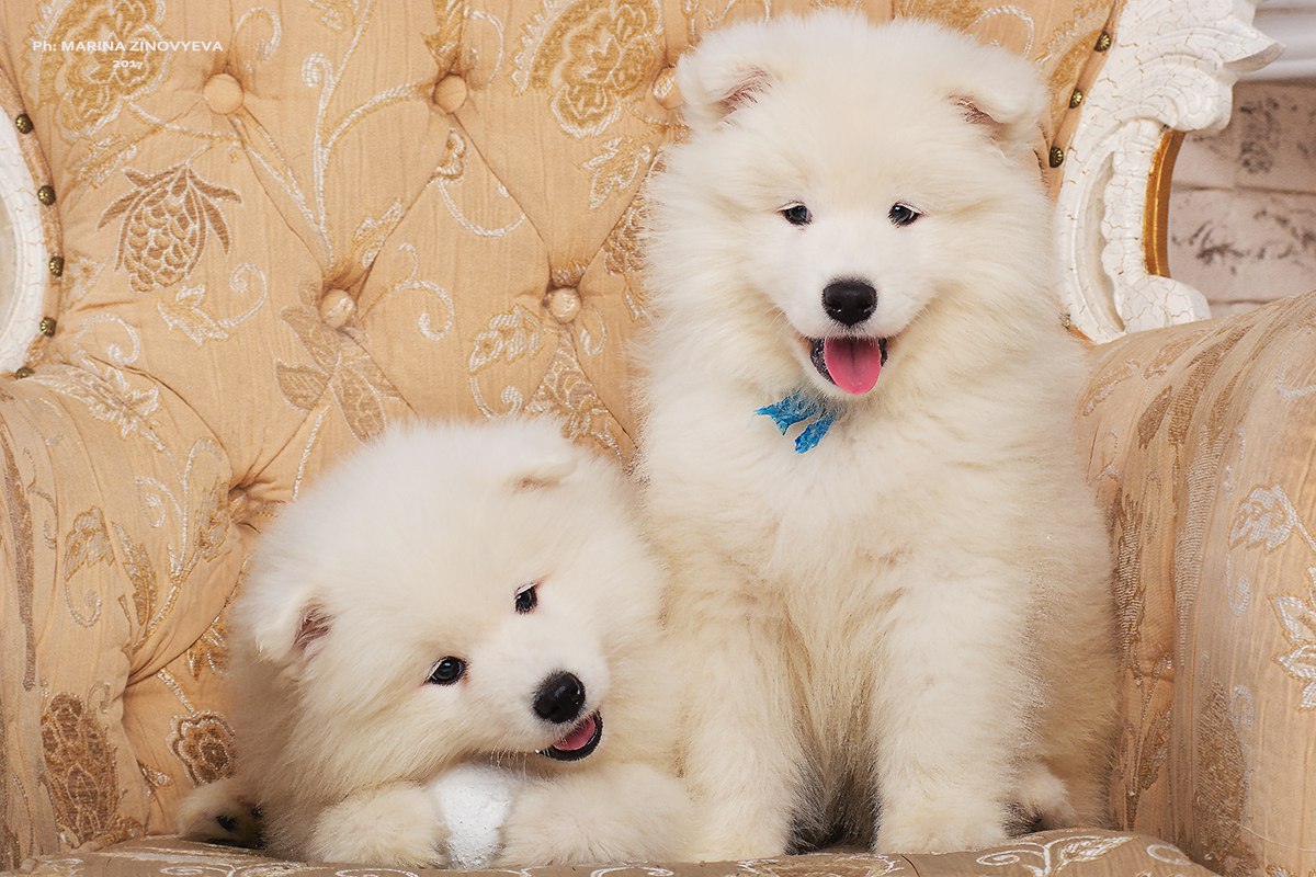 самоед какой корм