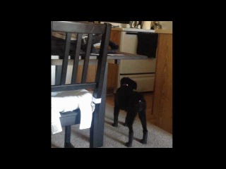 Dog sees a ghost! Real! Caught on tape!