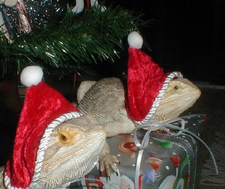 #fansofreptiles #рептилии #игуаны #террариум #ящерицы
А вы тоже будете наряжать своих рептов в новогодние костюмчики?)