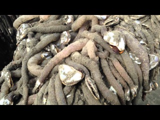 Goose barnacles on beached boat (Ocean Shores, WA)