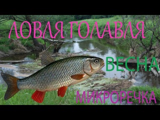 Ловля голавля весной на микроречке. Май Калининград. Воблер Yo-zuri L-Minnow