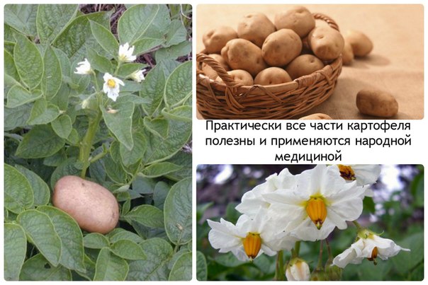 Картофель в народной медицине