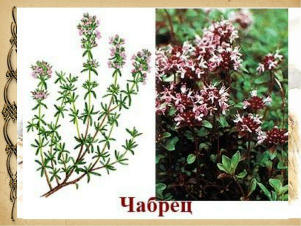 Чабрец - как лекарство, приправа и магия 