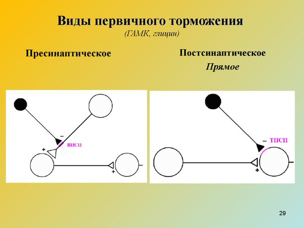 Первичное торможение