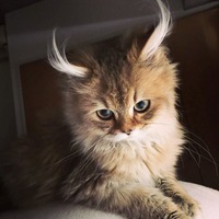 Александра Захарова
