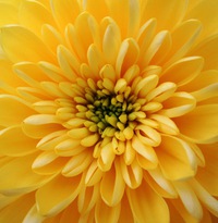 Маргарита Ласица