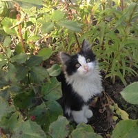 Елена Гавриш |