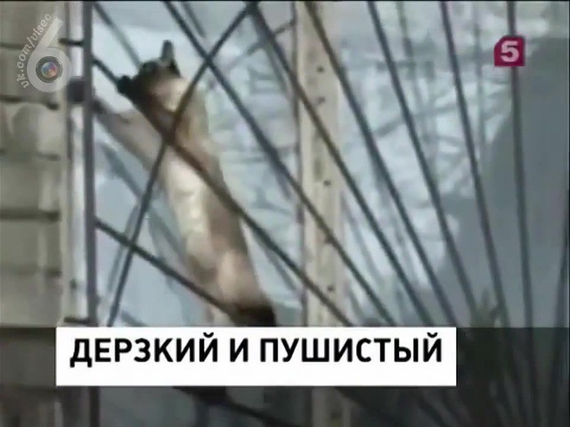 Я форточник!