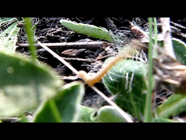 Miracle underfoot