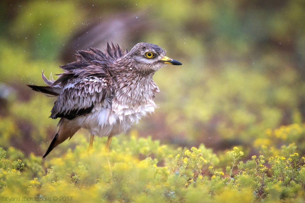 wildlife.crimea.ua