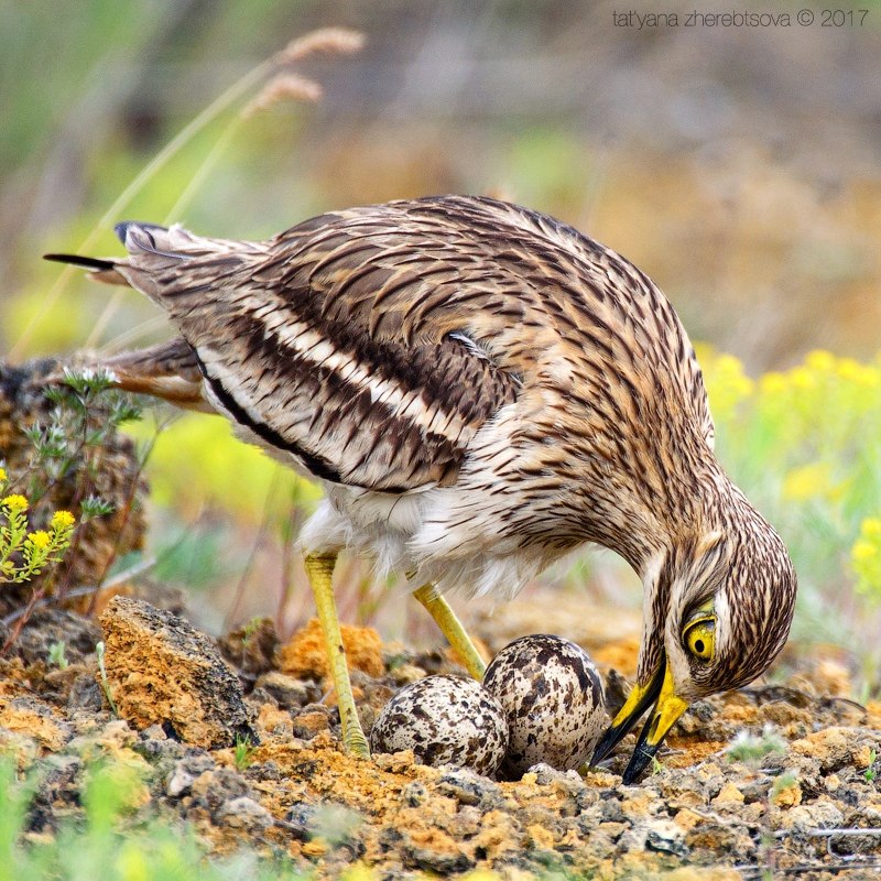 wildlife.crimea.ua