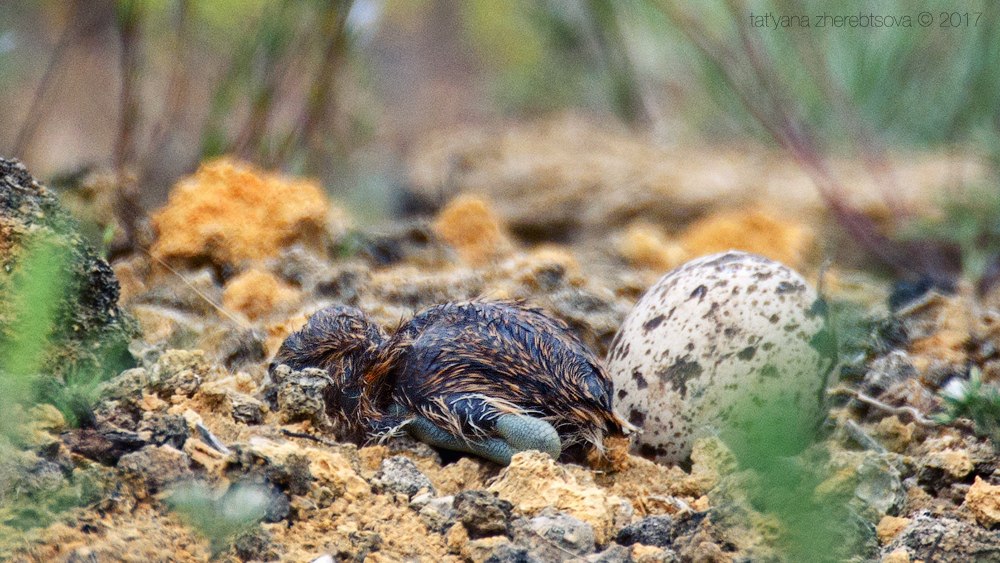 wildlife.crimea.ua