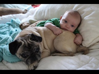 Cute Pugs And Babies Playing And Laughing Together Compilation