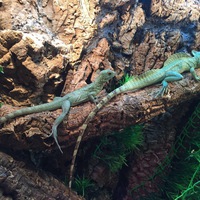 Виктор Горбунов